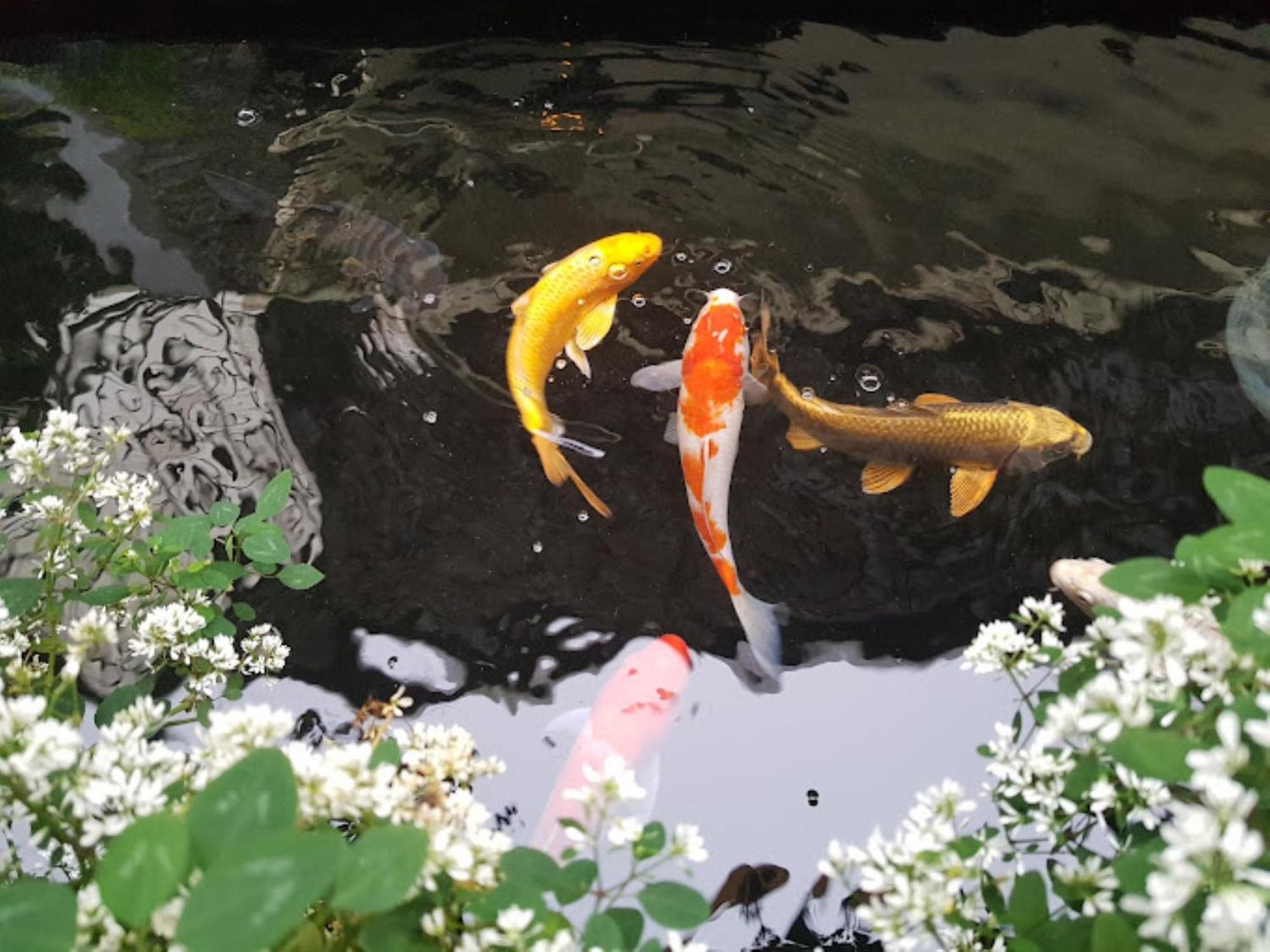 Vuon Tra Homestay Mang Den Kon Von Kla エクステリア 写真